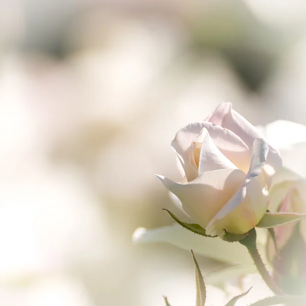 Fundo floral com espaço para texto — Fotografia de Stock