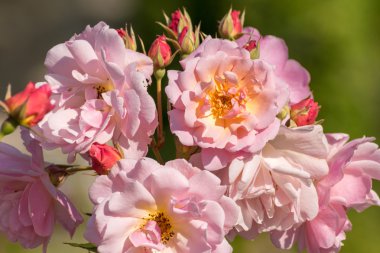 çiçek ve bahar renklere