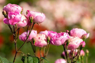 çiçek ve bahar renklere