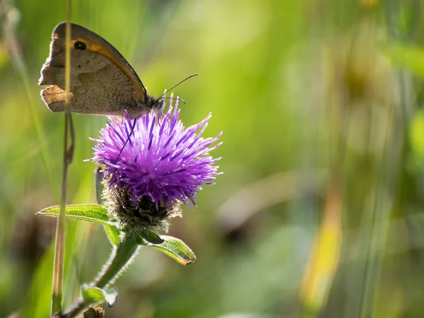 Butterfly on flower with space for text — Stock Photo, Image