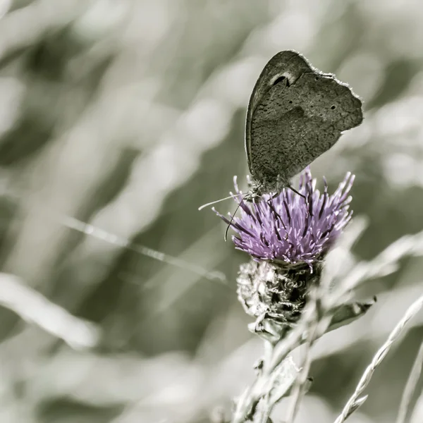 Vlinder aan bloem met ruimte voor tekst — Stockfoto