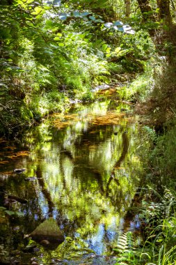 Orman, nehir ve yansımaları