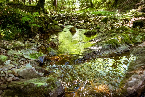 Orman, nehir ve yansımaları