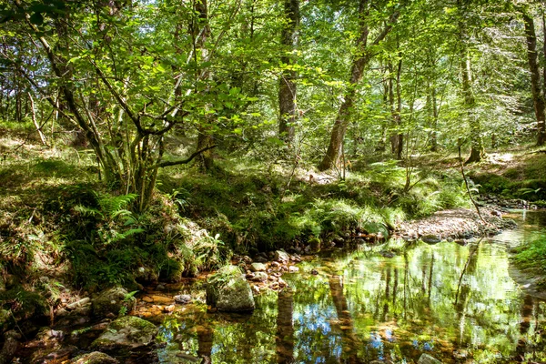 Orman, nehir ve yansımaları