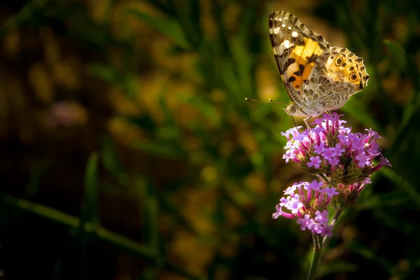 Borboleta em flor com espaço para texto — Fotografia de Stock