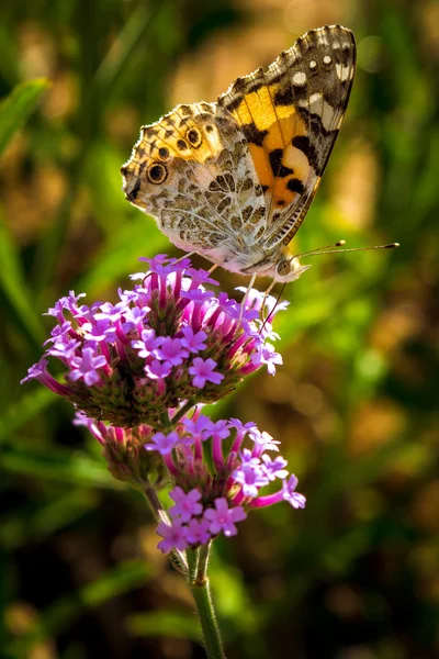 Vlinder aan een plant — Stockfoto