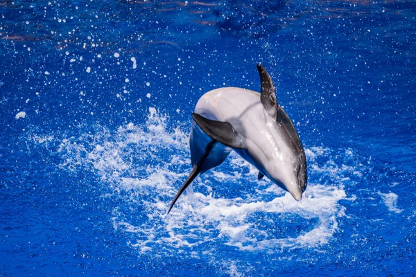 Dolphin jumping into the water — Stock Photo, Image