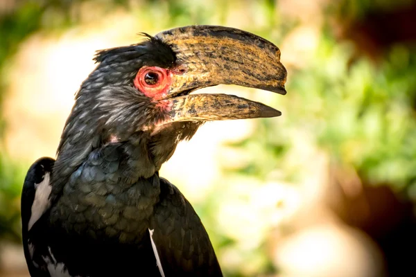 Hornbill trompetista (Bycanistes-bucinator ) — Fotografia de Stock