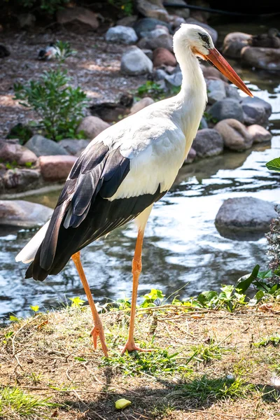 Bocian biały (Ciconia Ciconia) — Zdjęcie stockowe