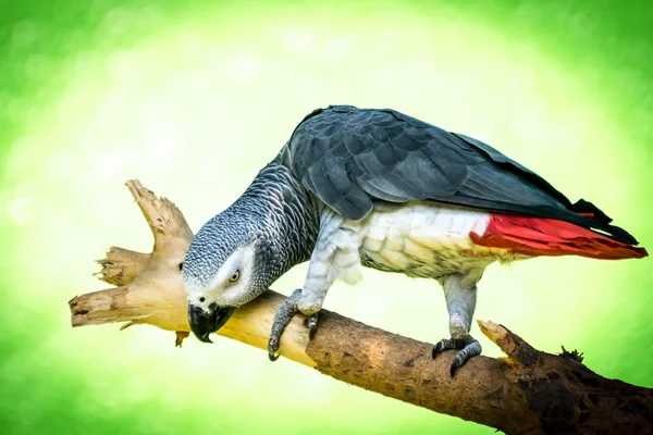 Pappagallo grigio africano (Psittacus-erithacus ) — Foto Stock