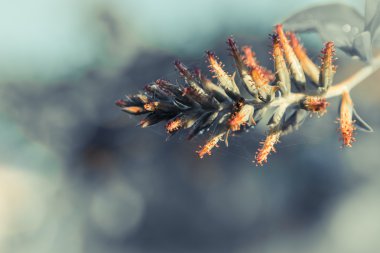 Metin için alanı olan çiçek arkaplanı