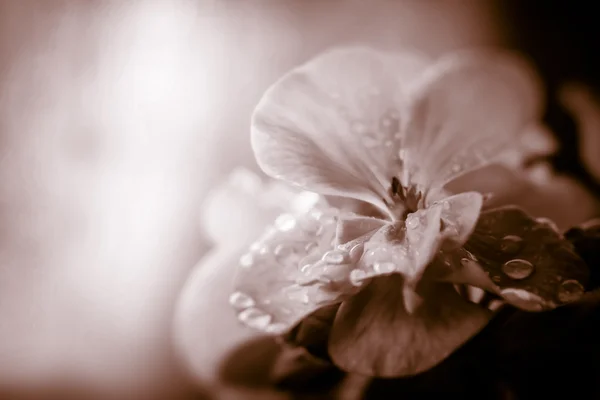 Fundo floral com espaço para texto — Fotografia de Stock