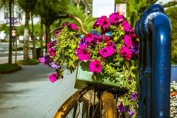 Rower z kwiatami — Zdjęcie stockowe