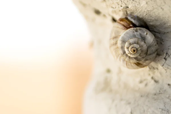 Macro snail — Stock Photo, Image