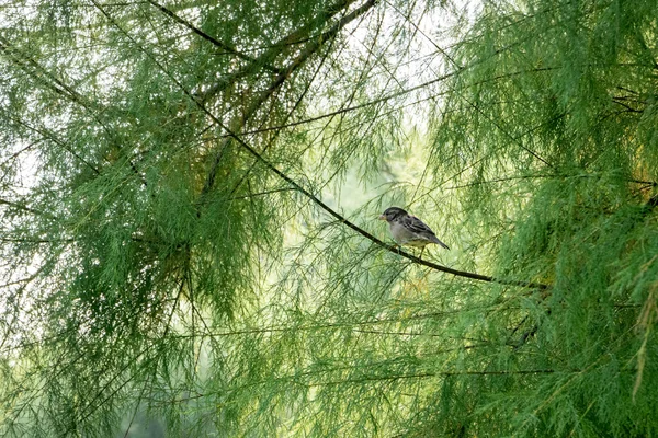 Common sparrow — Stock Photo, Image