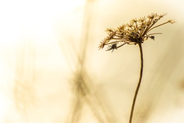 Metin için alanı olan çiçek arkaplanı