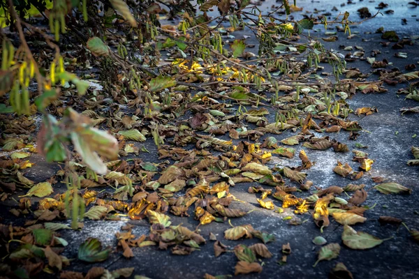 Fall colors, leaves on the ground — Stock Photo, Image