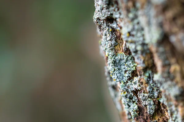 Moss on the trunk with space for text — Stock Photo, Image