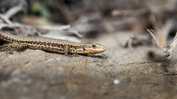 Detail close-up of a common lizard — Stock Photo, Image