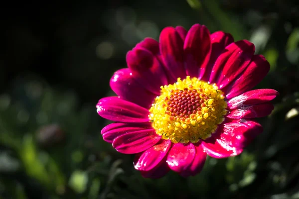 Fundo floral com espaço para texto — Fotografia de Stock