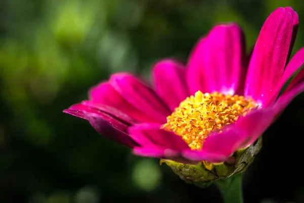 Floraler Hintergrund mit Platz für Text lizenzfreie Stockfotos