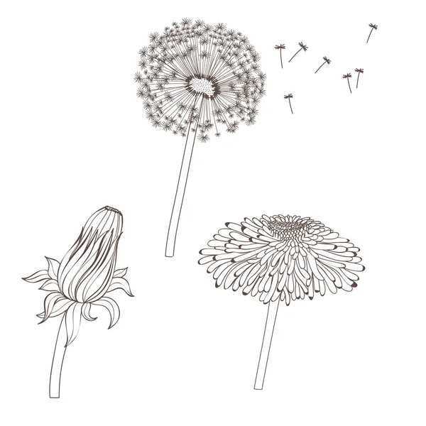  graphic illustration with dandelions