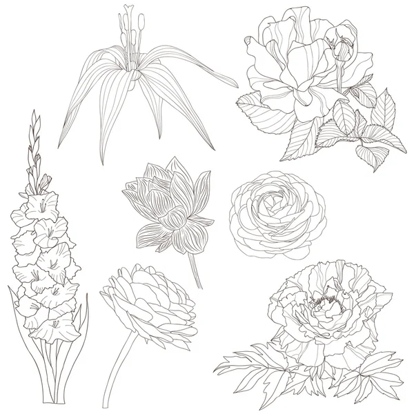 Raccolta di fiori disegnati a mano — Vettoriale Stock