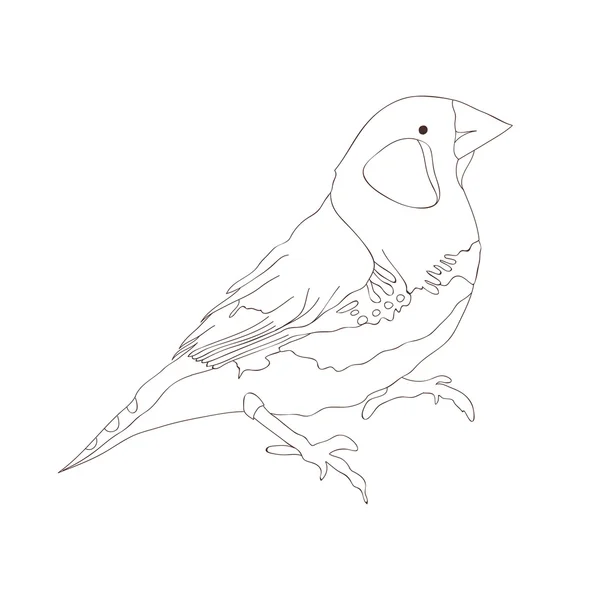 Ilustrace s grafické pták — Stockový vektor