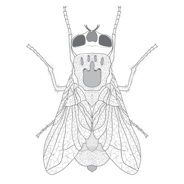 sinek ile grafik illüstrasyon