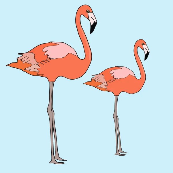 Ilustración con dos flamencos — Vector de stock