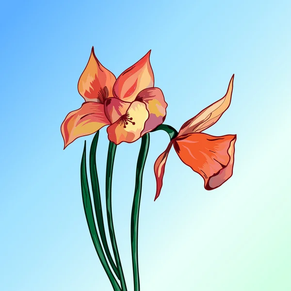 Izolované květiny červené lilie — Stockový vektor