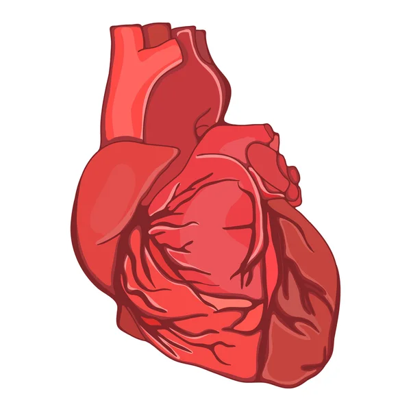 Corazón. Órgano humano . — Archivo Imágenes Vectoriales