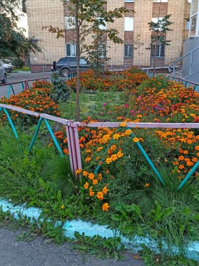 Şehir parkında çiçek tarhı. Parlak turuncu kadife çiçeği.
