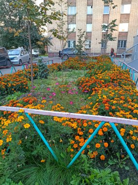 Şehir parkında çiçek tarhı. Parlak turuncu kadife çiçeği.