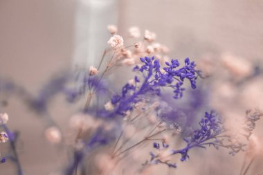 Kurumuş çiçek arka planı. Pembe arka planda kurumuş ağaç dalları. Seçici odak.