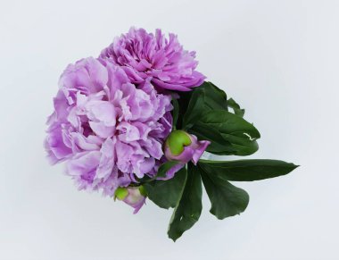 Beyaz arka planda izole edilmiş güzel pembe şakayık çiçeği. Yemyeşil şakayık