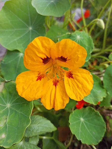 Nasturtium Flowers City Flowerbed Flowers Dacha — Stock Photo, Image