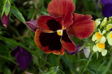 Bahçe çiçeği üç renkli viyola. Kırmızı menekşeler.