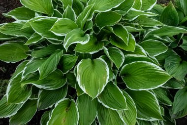 Bahçedeki Hosta bitkisi. Büyük yeşil Hosta gidiyor..