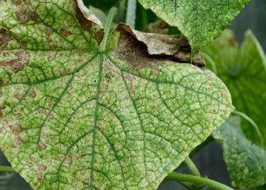 Salatalık yaprakları. Genç bir salatalığın yeşil yaprakları.