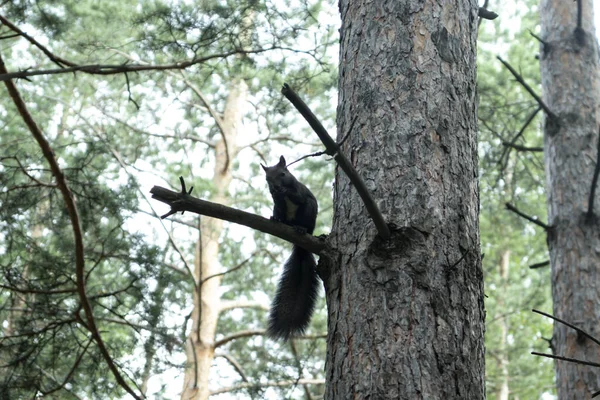 Ein Neugieriges Europäisches Eichhörnchen Mit Buschigem Schwanz Sibirisches Rothörnchen — Stockfoto