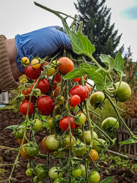 Küçük kırmızı ve yeşil domatesler bir dala asılı. Eldivenli bir el bir domates dalı tutar..