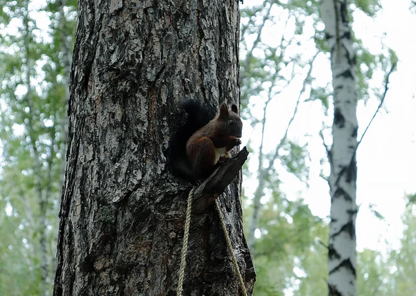 Περίεργος Κόκκινος Σκίουρος Κάθεται Ένα Δέντρο Και Μασουλάει Ξηρούς Καρπούς — Φωτογραφία Αρχείου