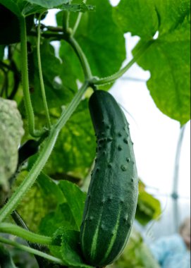 Salatalık yaprakları. Genç bir salatalığın yeşil yaprakları.