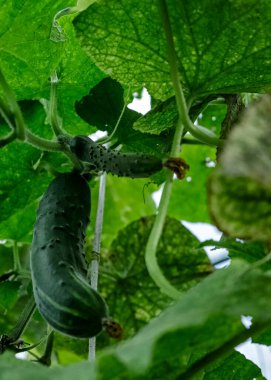 Salatalık yaprakları. Genç bir salatalığın yeşil yaprakları.