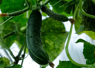 Salatalık yaprakları. Genç bir salatalığın yeşil yaprakları.