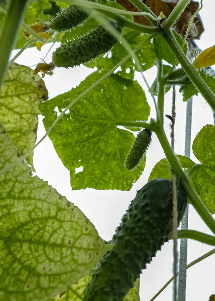 Uborkalevelek Egy Fiatal Uborkás Növény Zöld Levelei — Stock Fotó