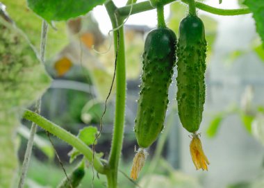 İbne desenli kusursuz desen. Dekoratif Duvar Kağıdı için tekrarlanan şablon. Yukarıdan bakıldığında beyaz arkaplanda çiçek deseni var. Vahşi ibneler..