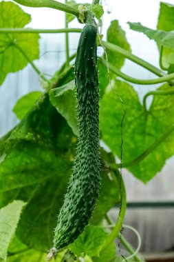 İbne desenli kusursuz desen. Dekoratif Duvar Kağıdı için tekrarlanan şablon. Yukarıdan bakıldığında beyaz arkaplanda çiçek deseni var. Vahşi ibneler..