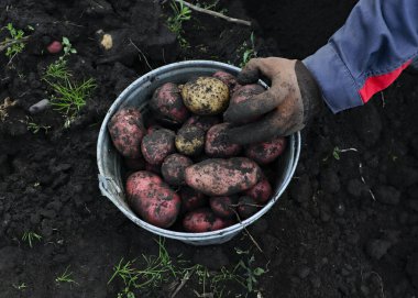 Yakından bir kova patates. Bahçenin arka planında çiftçinin elleri var..